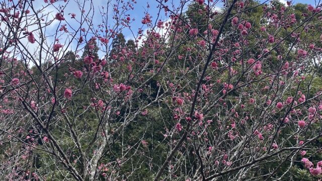 露天風呂「白紫の湯」紅梅